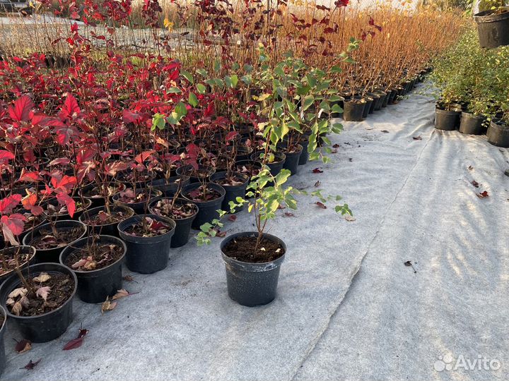 Растения Спирея белая