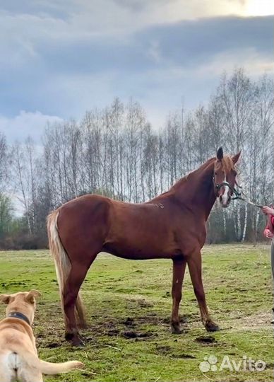 Жеребец орловский рысак