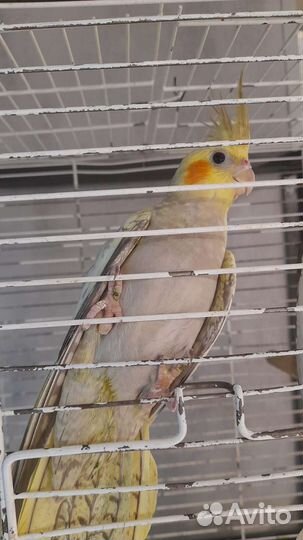 Попугай нимфа-корелла