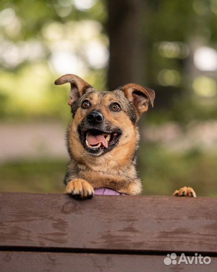 Небольшая собака в добрые руки отдам бесплатно