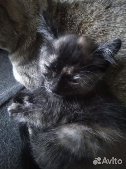 Котята