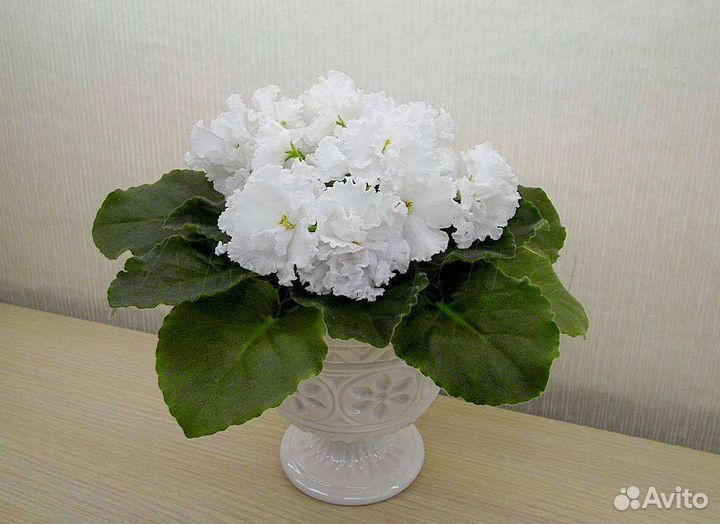 Фиалка взрослая