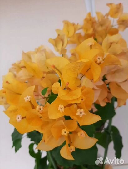 Сортовые бугенвиллии