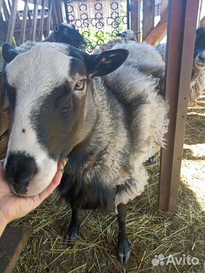 Овцы и баран