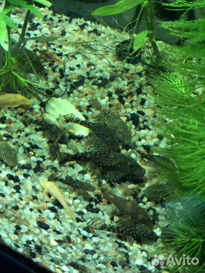 Рыбки сомики