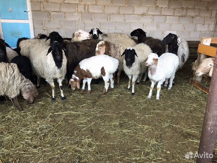 Баран, овцы с ягнятами