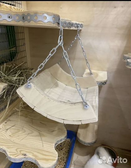 Продам шиншиллу