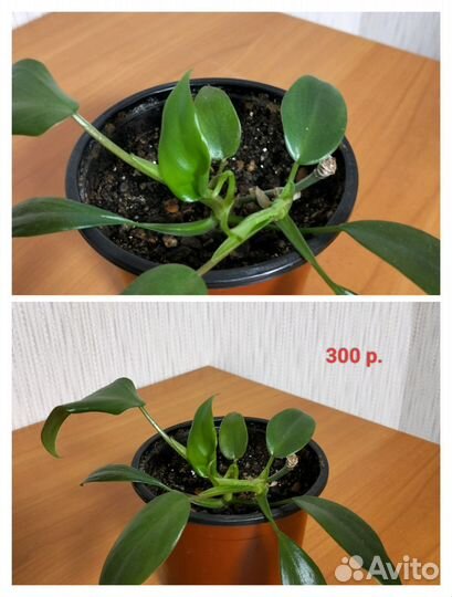 Филодендрон лучистый