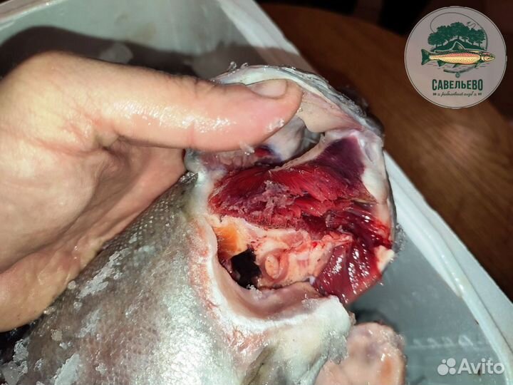 Свежая Форель охлажденная потрошеная Опт от 600кг