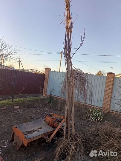 Саженцы катальпы