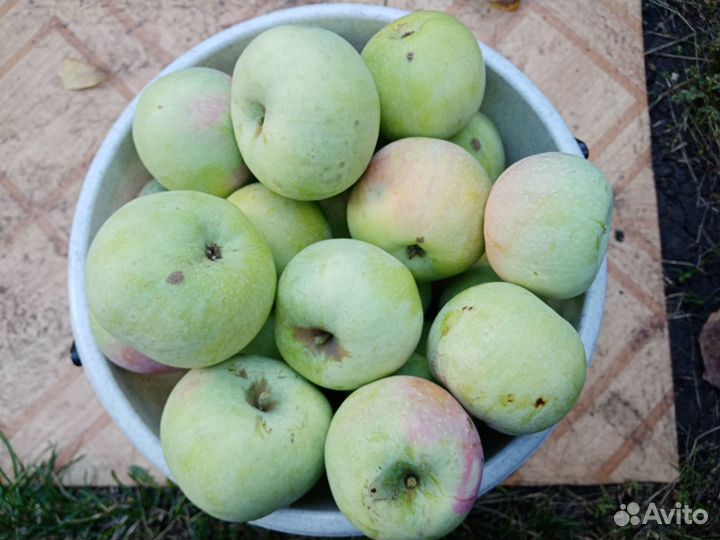 Яблоко зимнее