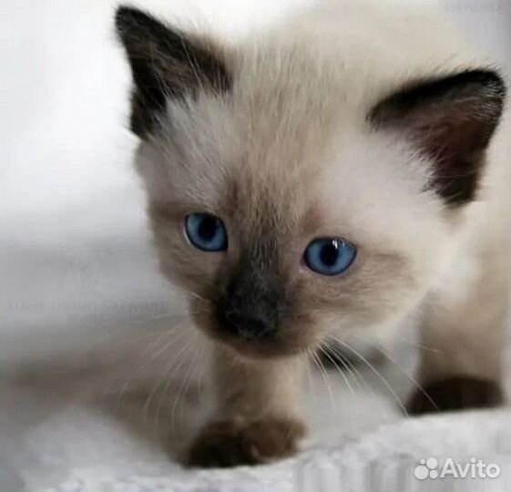 Сиамский котенок девочка