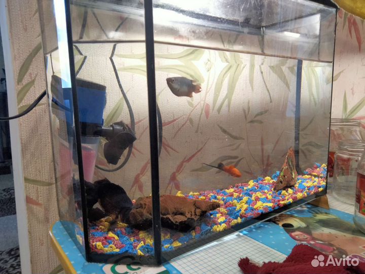 Аквариум с рыбками