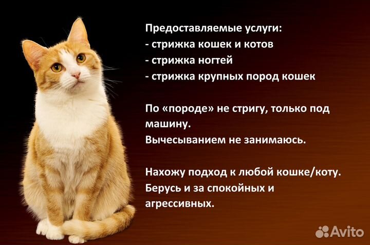 Грумер-стрижка шерсти/когтей кошкам без наркоза