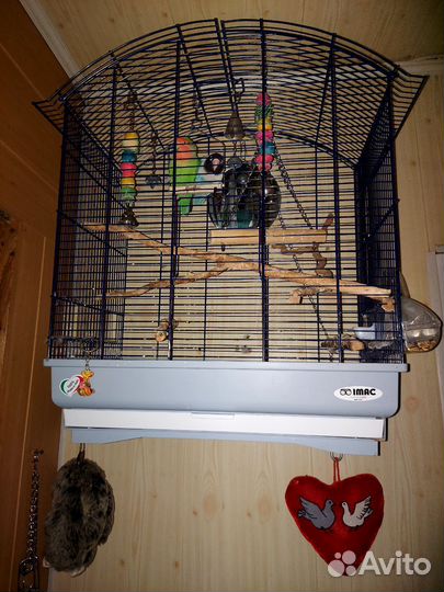 Попугай неразлучники с клеткой