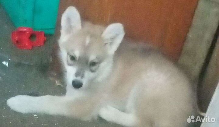 Полу хаски девочк 2месяца