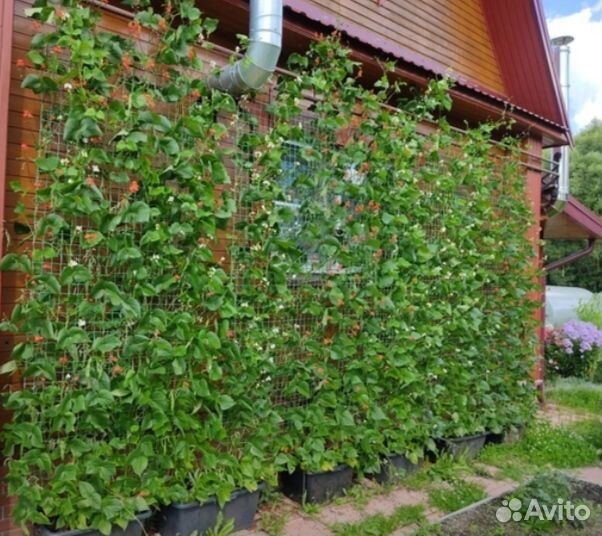 Декоративная фасоль