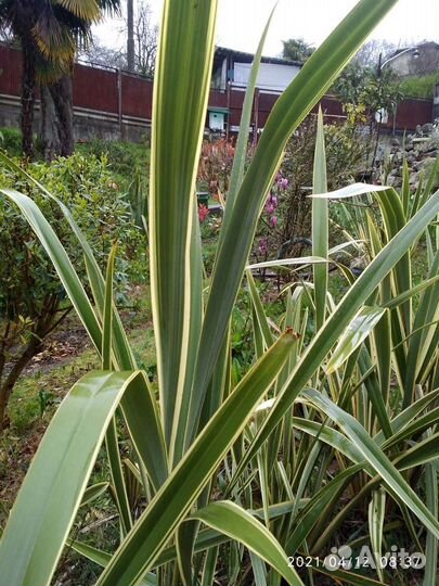 Декоративные растения кустарники и деревья