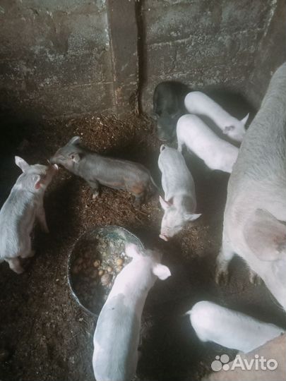 Поросята
