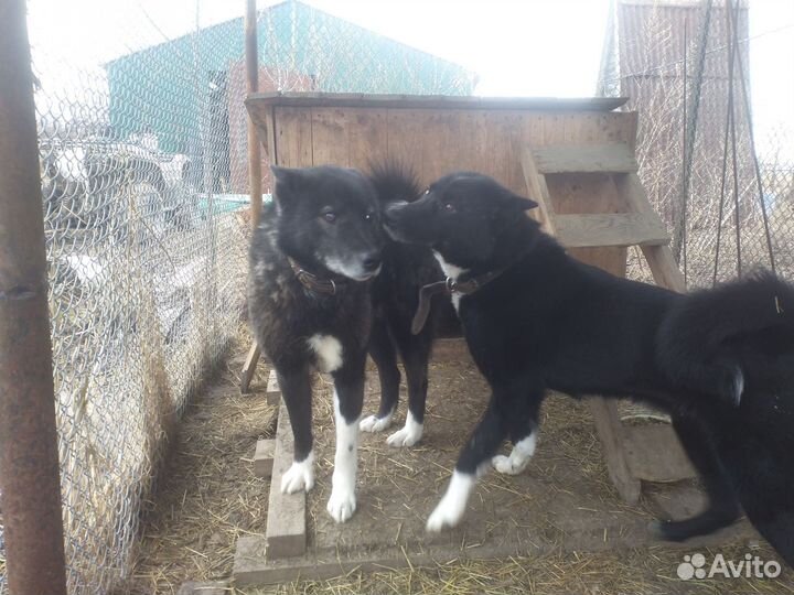 Русско европейская лайка