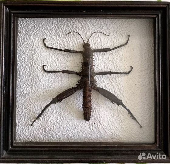 Палочник Eurycantha horrida