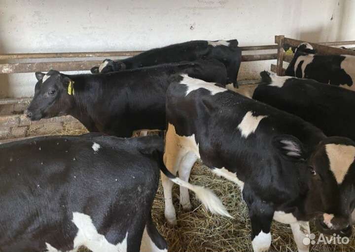 Бычки телята