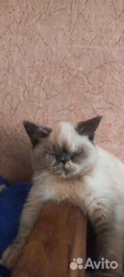 Экзотическая кошечка