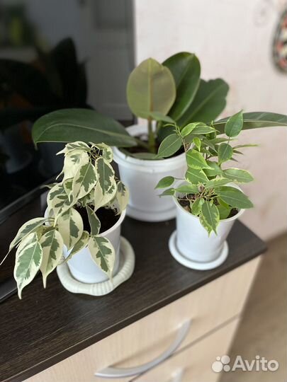 Фикусы разных сортов