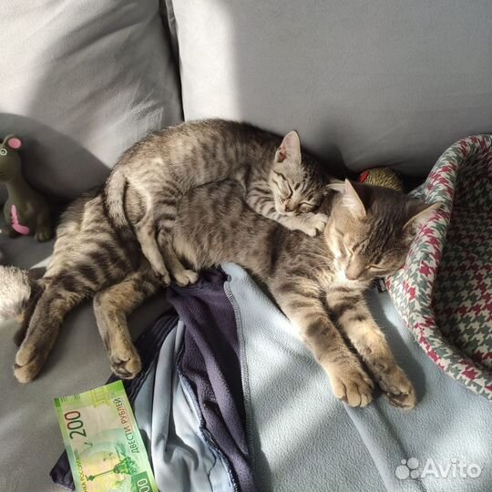 Котик с улицы