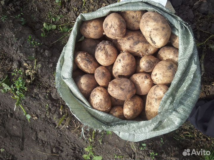 Продам картофель