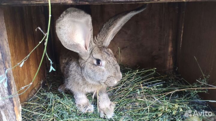 Кролик фландер самец