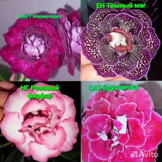 Глоксинии сортовые махровые Почтой