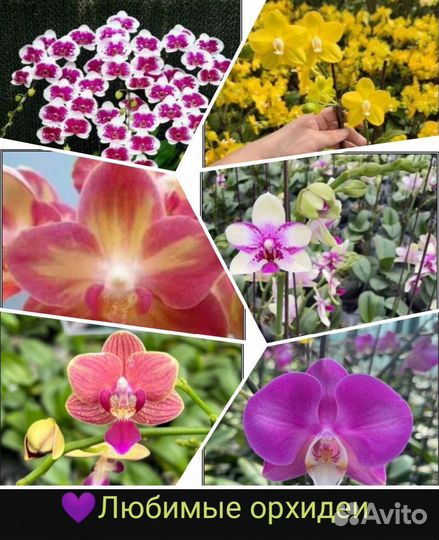 Азиатские орхидеи арома, Биглипы 2,8 3,0 3,5 мох