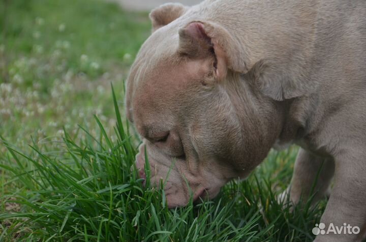 Американский булли