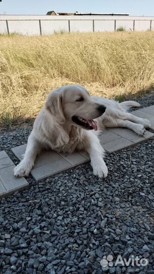 Вязка кобель