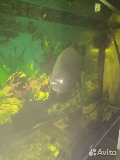 Аквариумные рыбки цихлиды