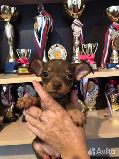 Русский той-терьер мини