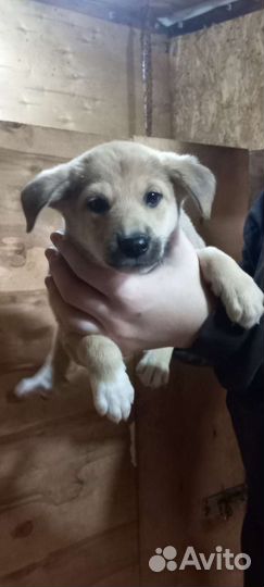 Щенок в добрые руки