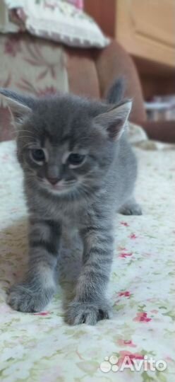 Кошки в добрые руки бесплатно