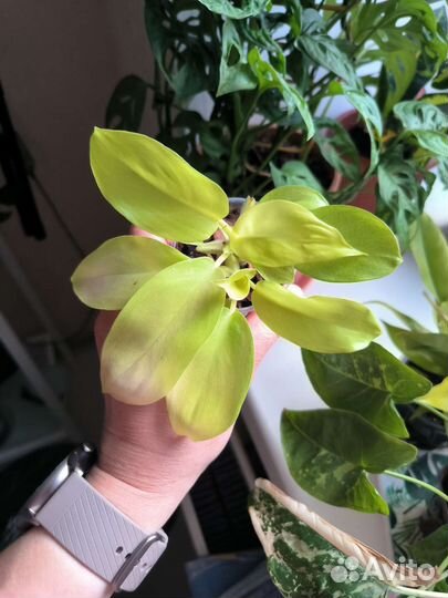 Филодендрон лимон лайм