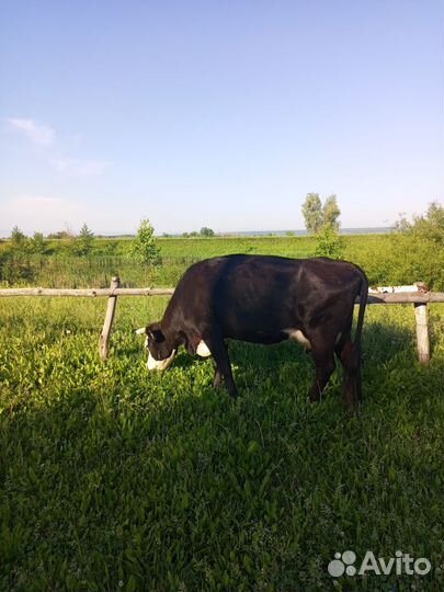 Корова стельная дойная