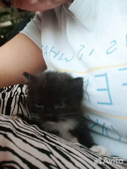 Котенок