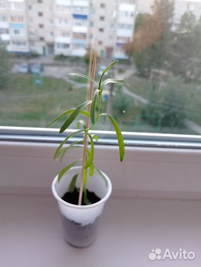 Эстрагон тархун
