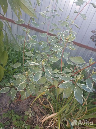 Кустарники