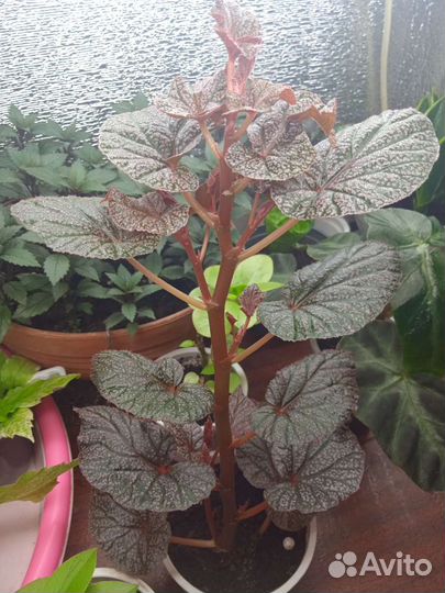 Бегонии Кейн и другие