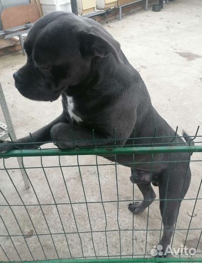 Кане Корсо вязка