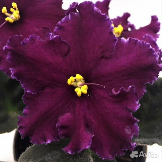 Фиалка Лайонз Найт Оувл