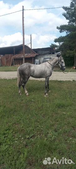 Лошадь жеребец