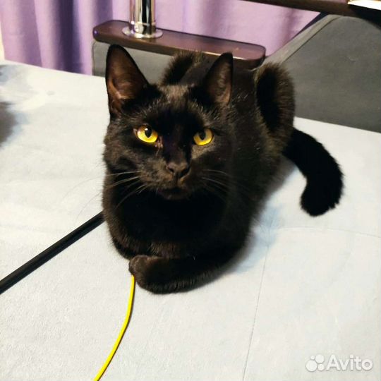 Кошечка Викки в поисках дома