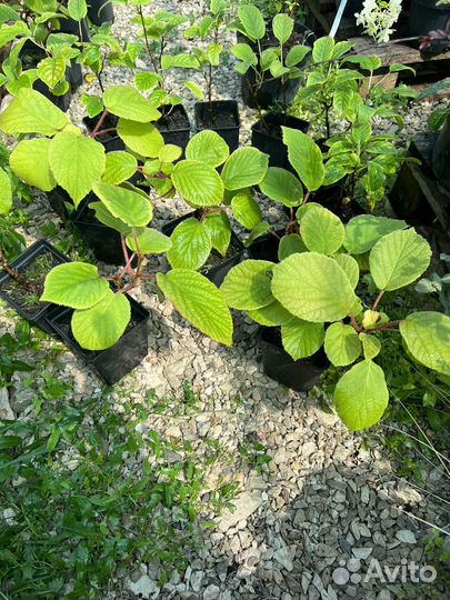 Киви Закарпатский самоплодный (лиана)